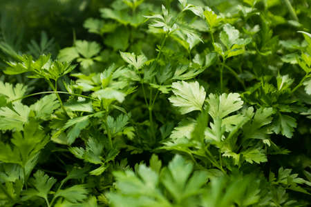 Green leaves of parsley plant, close-up. Background of freshn parsley for publication, design, poster, calendar, post, screensaver, wallpaper, postcard, card, banner, cover, websiteの写真素材