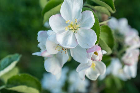 A branch of a blossoming apple tree. Blossom apple-tree flowers close-up. White apple flowers for publication, design, poster, calendar, post, screensaver, wallpaper, postcard, banner, cover, websiteの写真素材