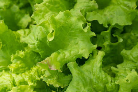Background from salad leaves plant. Fresh salad leaves, close-up. Raw green leaf vegetables, top view. Salad leaves for poster, calendar, post, screensaver, wallpaper, postcard, card, banner, coverの写真素材