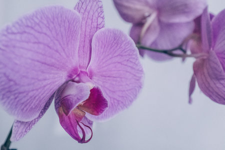 A blooming pink orchid of genus phalaenopsis on light grey background. Bloom orchid plant for publication, design, poster, calendar, post, screensaver, wallpaper, postcard, banner, cover, websiteの写真素材