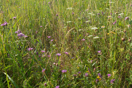 Summer meadow background, selective focus. Multicolor grass field for design or project. Meadowland texture for publication, design, poster, calendar, screensaver, wallpaper, banner, cover, websiteの写真素材