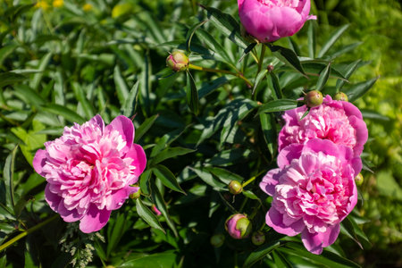 Pink fresh peonies bush in the summer garden at the sunny day, selective focus. Natural floral background. Picture for post, screensaver, wallpaper, postcardの写真素材