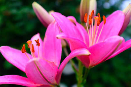 Magenta lilies flowers on a blurred background of green foliage, selective focus. Macro brown-orange stamens. Floral background. Picture for post, screensaver, wallpaper, postcardの写真素材