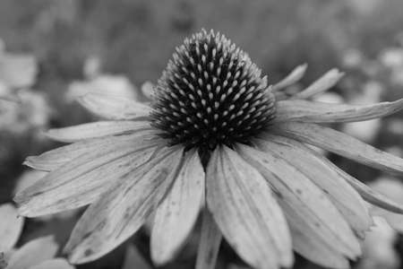 Large echinacea flower blooming. Echinacea plant for poster, branding, calendar, multicolor card, banner, cover, post, website. Black and white high quality photoの写真素材