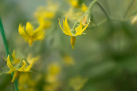 Blooming yellow tomato flowers, close up. Among the green leaves yellow tomato flowers with long thin petals blossomed. A bloom tomato flowers for publication, poster, screensaver, wallpaper, postcardの写真素材