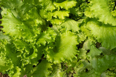 Light green salad leaves, top view. Raw green leaf vegetables. Bright leaves of salad for poster, calendar, post, screensaver, wallpaper, postcard, card, banner, cover, websiteの写真素材