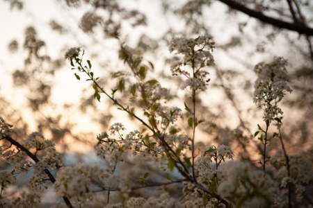 Cherry blossom. Spring nature background. Branches with blossom buds on sunset. First spring flowers for a post, screensaver, wallpaper, postcard, poster, banner, cover, header for a websiteの写真素材