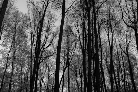 Texture of deciduous forest in autumn without leaves. Trees crowns. Forest background from trees trunks for poster, calendar, post, screensaver, wallpaper, postcard, card, banner, cover, websiteの写真素材