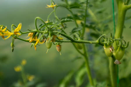 A bloom yellow tomato flowers, close-up. Among the green leaves yellow tomato flowers with long thin petals blossomed. A bloom tomato flowers for publication, poster, screensaver, wallpaper, postcardの写真素材