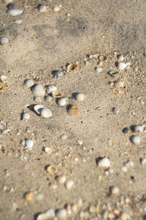 Shells on sand beach, selective focus. Sea sand and shells texture. Background of seashells and sea sand for a post, screensaver, wallpaper, postcard, poster, banner, cover, websiteの写真素材