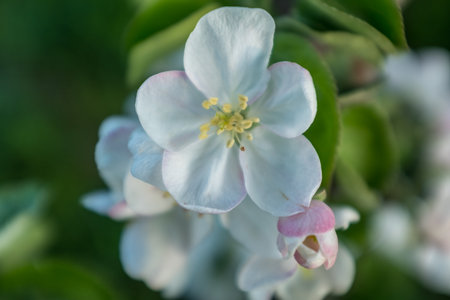 Blossom apple-tree flowers close-up. A branch of a blossoming apple tree. White apple flowers for publication, design, poster, calendar, post, screensaver, wallpaper, postcard, card, banner, cover, website. A place for your design or text. High quality photographyの写真素材