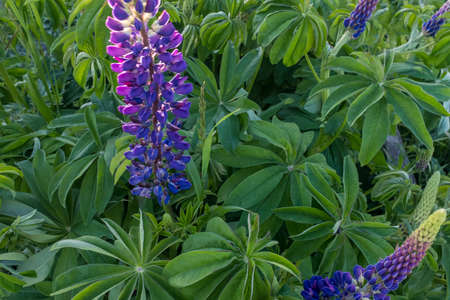 Blue violet flowers lupins growing a bush shot at close range. Background from green leaves lupin with indigo flowers. Natural lupins bush backgroundの写真素材