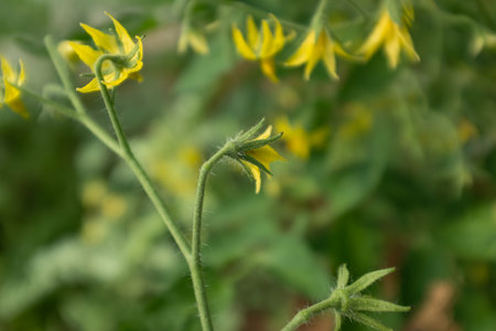 Blooming tomato with flowers, close-up. Among the green leaves, yellow flowers with long thin petals. Tomato flowers for publication, poster, screensaver, wallpaper, postcard, banner, cover, postの写真素材