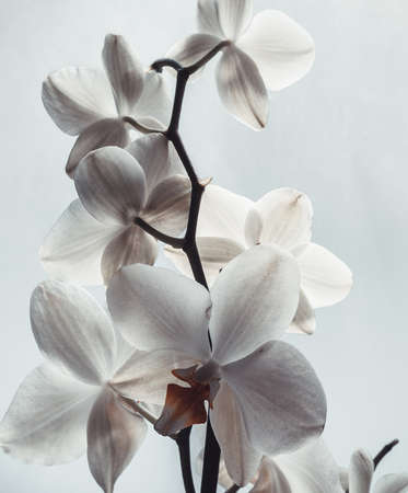 Amazing white orchid flowers on white background, close-up. Phalaenopsis orchid flowers background for poster, calendar, post, screensaver, wallpaper, postcard, banner, cover, card, websiteの写真素材