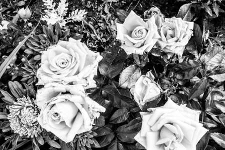 Amazing vintage roses. Composition of buds roses on bush. Background from beautiful flowers roses for poster, branding, calendar, multicolor card, banner, cover, post, websiteの写真素材