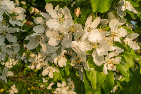 Background of white apple flowers, close-up. Blossom apple-tree branches flowers. A blossoming apple tree for publication, design, poster, calendar, wallpaper, postcard, card, banner, cover, websiteの写真素材