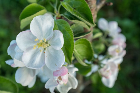 Blossom apple-tree flowers close-up. A branch of a blossoming apple tree. White apple flowers for publication, design, poster, calendar, post, screensaver, wallpaper, postcard, banner, cover, websiteの写真素材