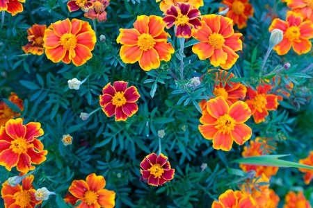 Orange marigold flowers, top view. Field with tagetes. Background from bright french marigolds for publication, poster, calendar, post, screensaver, wallpaper, postcard, postcard, banner, cover, website. High quality photographyの写真素材