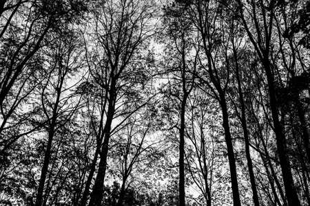 Background of deciduous autumn forest in without leaves. Trees crowns. Forest from trees trunks for poster, calendar, post, screensaver, wallpaper, postcard, card, banner, cover, website. Art photoの写真素材