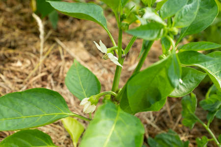 Green bell pepper bush during the beginning of flowering. A bloom pepper plant with white flowers and green leaves for publication, poster, screensaver, wallpaper, postcard, coverの写真素材