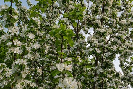 Background of white apple flowers, close-up. Blossom apple-tree branches flowers. A blossoming apple tree for publication, design, poster, calendar, wallpaper, postcard, card, banner, cover, websiteの写真素材