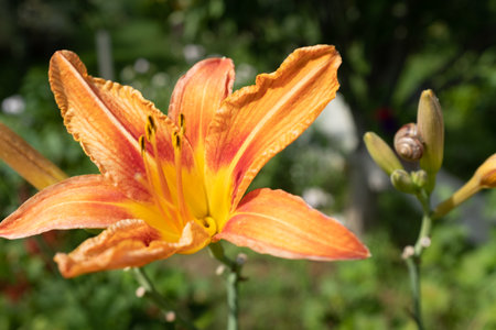 A single orange lily flower, close up. Macro brown-orange stamens and pistil. Blooming tiger lily growing for publication, design, poster, calendar, post, screensaver, wallpaper, card, banner, coverの写真素材