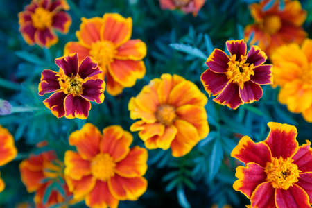 Orange marigold flowers, top view. Field with tagetes. Background from bright french marigolds for publication, poster, calendar, post, screensaver, wallpaper, postcard, postcard, banner, cover, website. High quality photographyの写真素材