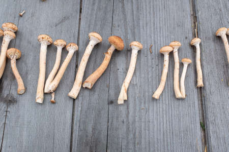 Young fresh harvest mushrooms on wood table background, Concept and idea of food cook rustic still. Raw mushrooms for publication, poster, screensaver, wallpaper, postcard, banner, cover, postの写真素材