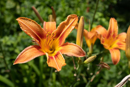 Orange lily flowers, close up. Blooming tiger lilies growing for publication, design, poster, calendar, post, screensaver, wallpaper, card, banner, coverの写真素材