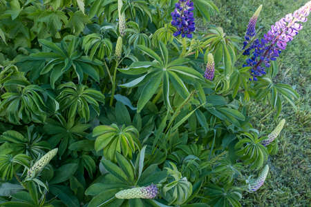 Violet lupin flowers and green leaves, close-up. Natural green backdrop with a lilac flowers lupins for post, screensaver, wallpaper, postcard, poster, banner, cover, header for webの写真素材