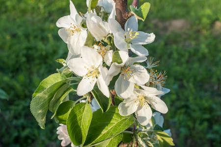 Blooming flowers of a apple tree close up. Macro photo, flowers of apple. Apple Trees have pretty flowers in the spring for post, wallpaper, postcard, poster, banner, cover, websiteの写真素材