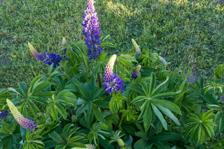 Lilac lupin flowers growing a bush. Background from green leaves lupin and lilac flowers for publication, design, poster, calendar, post, screensaver, wallpaper, postcard, card, banner, cover, websiteの写真素材