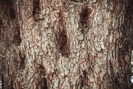 Light brown-gray olive tree bark background, close-up. Relief natural texture of olive bark for...