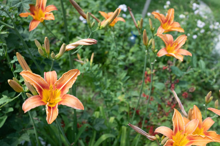 Background of tiger lily flowers, selective focus. Blooming orange lilies for publication, design, poster, calendar, post, screensaver, wallpaper, card, banner, coverの写真素材