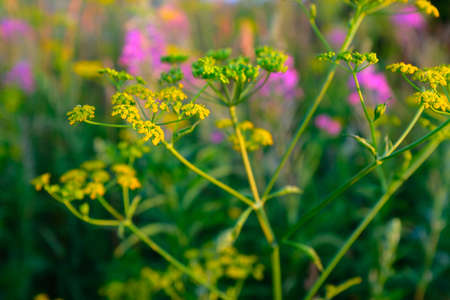 Summer meadow, selective focus . Natural grass field background for design or project. Summer meadowland texture for publication, poster, screensaver, wallpaper, postcard, banner, coverの写真素材
