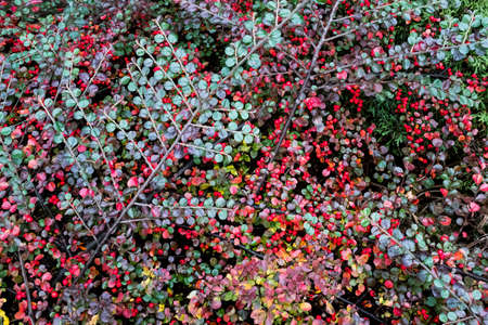 Vivid autumn background from the bearberry cotoneaster bush with red berries for design or project, for publication, poster, calendar, post, screensaver, wallpaper, postcard, banner, cover, websiteの写真素材