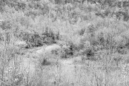 Background of forest landscape, top view. Trees crowns. Forest texture for poster, calendar, post, screensaver, wallpaper, postcard, banner, cover, card, website. Black and white high quality photoの写真素材