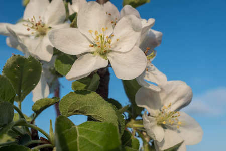 First spring flowers of a apple tree with blue sky. Macro photo, flowers of apple. Apple Trees have pretty flowers in the spring for post, wallpaper, postcard, poster, banner, cover, websiteの写真素材