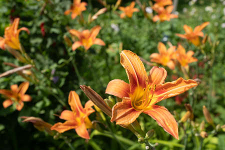 Orange lily flowers, close up. Blooming tiger lilies growing for publication, design, poster, calendar, post, screensaver, wallpaper, card, banner, coverの写真素材