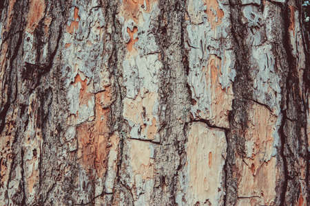 Picturesque pine bark background, close-up. Natural texture pine skin. Relief texture of tree trunk for publication, screensaver, wallpaper, postcard, poster, banner, cover, websiteの写真素材