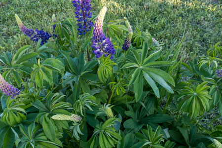 Violet lupin flowers and green leaves, close-up. Natural green backdrop with a lilac flowers lupins for publication, poster, calendar, post, screensaver, wallpaper, postcard, banner, cover, websiteの写真素材
