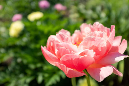 A singler beautiful peony bud on blurred flower background, side view. Flower bud. Pink peony shot at close range for poster, calendar, post, copy space for your design or textの写真素材