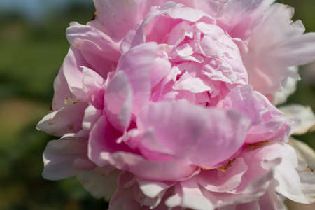Beautiful light pink peony bud, top view. Bright congratulation on the holiday. Delicate peony bud for poster, calendar, screensaver, wallpaper, banner, cover, website. A place for your design or textの写真素材