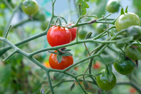 Red and green young tomatoes on branches, close-up. Horizontal composition with a tomato bush and ripening tomatoes for publication, poster, screensaver, wallpaper, postcard, banner, cover, postの写真素材