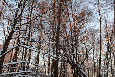 Beautiful winter forest on sunset. Snow-covered trees in the winter landscape. Winter trees backgrounded blue sky for poster, calendar, post, screensaver, wallpaper, postcard, banner, cover, websiteの写真素材