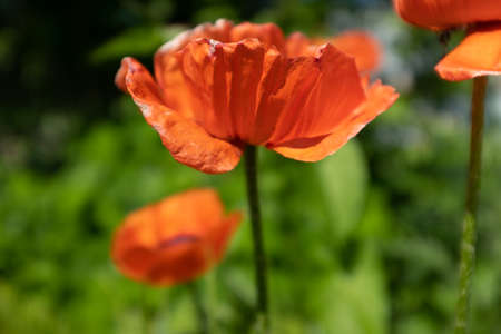 Red opium poppy flowers on blurred green background. Flowering plant in the family Papaveraceae. A picture of poppy plant for a poster, calendar, post, screensaver, wallpaper, banner, cover, websiteの写真素材