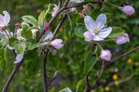 Blooming apple flowers, close up. Apple branches have pretty flowers in the spring for publication, design, poster, calendar, post, screensaver, wallpaper, postcard, banner, cover, websiteの写真素材