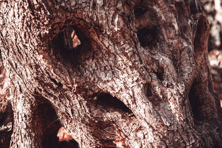Light-dark brown olive tree bark, close-up. Textured relief background of olive skin for publication, screensaver, wallpaper, postcard, poster, banner, cover, website, post. High quality photoの写真素材