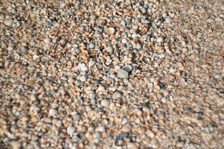 Texture of thousands seashells. Shell beach, background for a post, screensaver, wallpaper,...