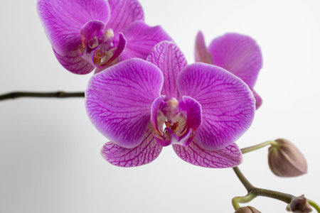 Pink orchids flowers on white background, close up. A bloom phalaenopsis orchid for publication,...